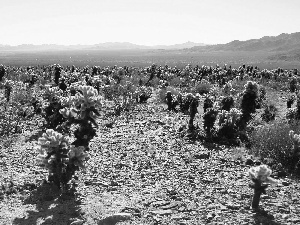 VEGETATION, Desert