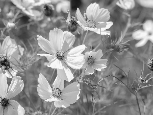 Cosmos, White, Flowers, developed