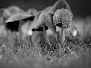 dew, toadstools, ##