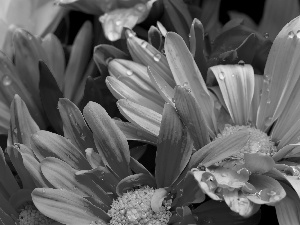 color, pyrethrum, dew, Flowers