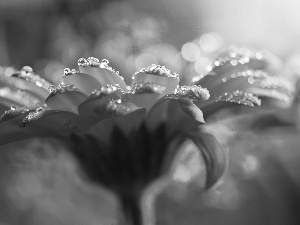 Gerbera, dew