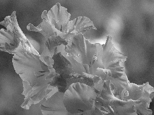 gladioli, dew