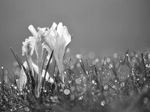 dew, crocuses, grass