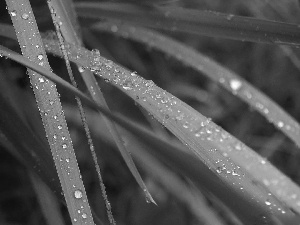 grass, dew