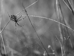 Spider, Twigs, dew, Argiope