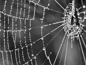 Web, dew