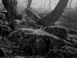 mossy, Stems, England, Fog, County Derbyshire, Stones, forest, Peak District National Park