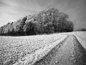 Do, forest, field, Way, Snowy