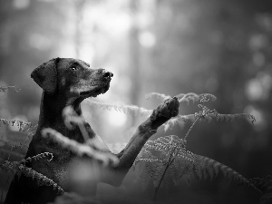 dog, fern, forest, Doberman