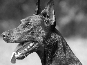 dog, Doberman