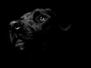 Labrador Retriever, Black, dog