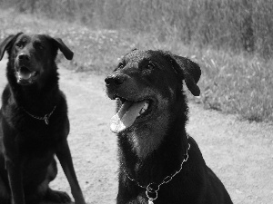 chain, Beauceron, dog-collar