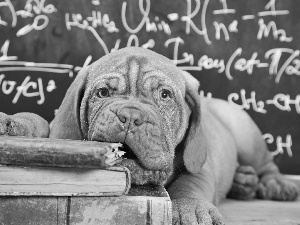 Books, Dog de Bordeaux, dog