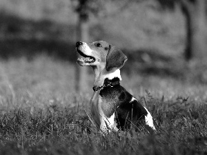 grass, Beagle, dog-collar