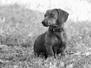 grass, dachshund, dog-collar