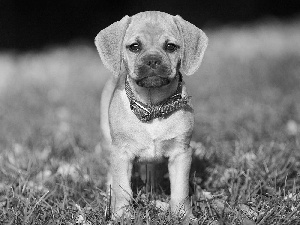 grass, Puppy, dog-collar