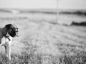 dog-collar, grass, boxer, Tounge, dog