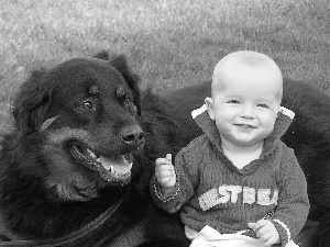 dog, boy, Meadow