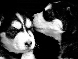 dog, mug, black, White, Two