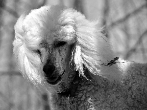 poodle, viewes, dog-collar, trees