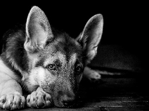 Resting, sheep-dog