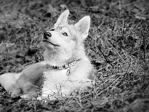 grass, Siberian Husky, dog-collar