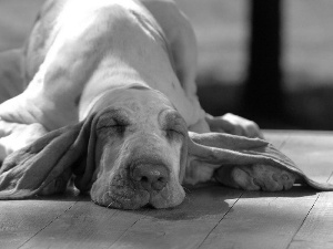 basset, dog, sleepyhead