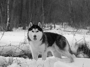 dog, Alaskan Malamute, snow, forest, winter