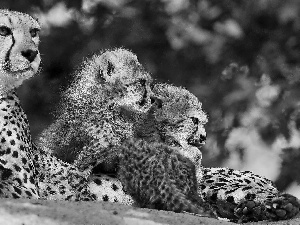 Cheetah, little doggies