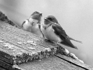 Two cars, Birds on the log, swallow, little doggies