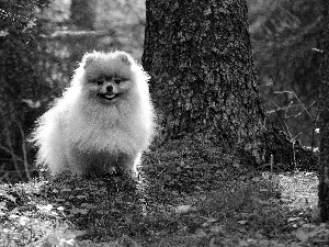 Toy Spitz, hairy, doggy