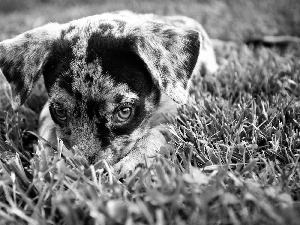 Australian Shepherd, Australian Shepherd