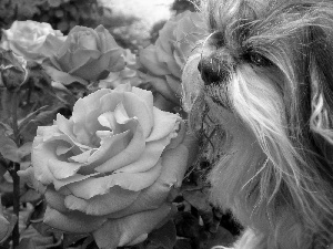 doggy, roses, Gray