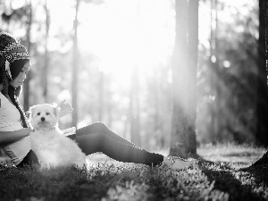 forest, plume, rays, doggy, girl, car in the meadow, sun