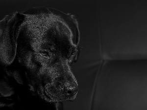 Labrador Retriever, Black, doggy