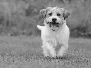 doggy, terrier, honeyed, running, White