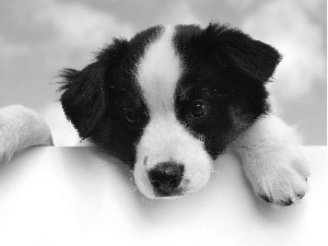 doggy, black, White