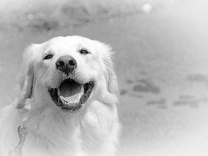 doggy, happy, White