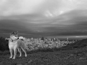 russet, doggy, Akita, White