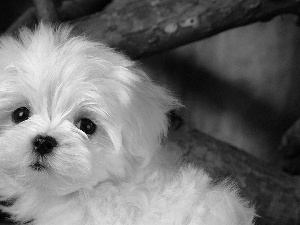 small, doggy, Bichon frise, White