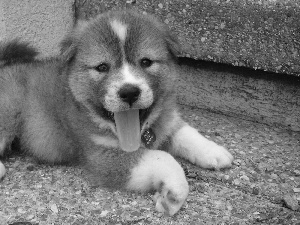 Central Asian Shepherd, young, doggy