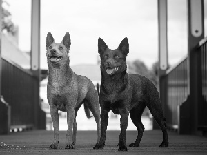 footbridge, Dogs, Australian Shepherd Kelpie