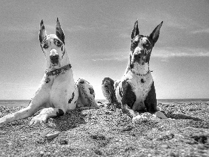 Sky, Two cars, dogs, Beaches