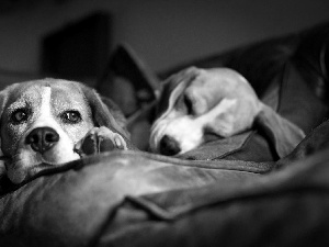 Beagle, Two cars, Dogs