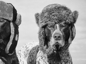 Two cars, German Shorthair Pointers, caps, Dogs