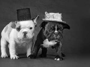 hats, Two cars, Dogs