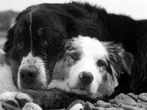 Bernese Mountain Dog, Australian Shepherd, Dogs, Stones, Two cars