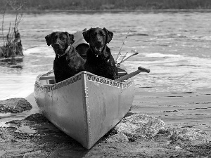 Dogs, Two cars, water, Sand, Kayak, Black