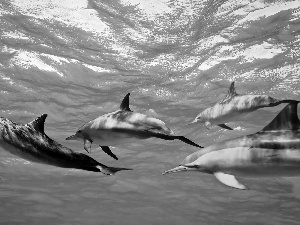 blue, flock, dolphin, water