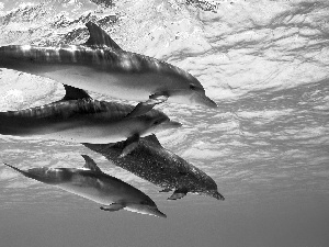 four, dolphins